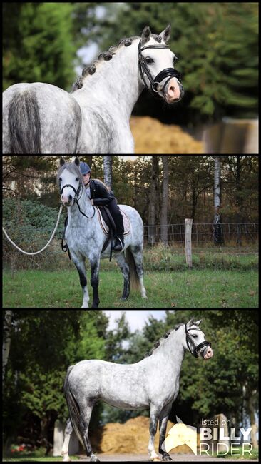 A Pony Welsh, Sharon Hofman, Horses For Sale, Vorden, Image 4