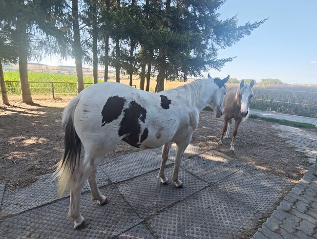 Hübsche Paint Horse x Criollo Mix Stute mit vielseitigem Potenzial, Kerstin Rehbehn (Pferdemarketing Ost), Horses For Sale, Nienburg