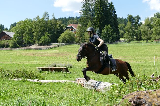 Ein Professor mit Elan, Irene Zimmermann, Horses For Sale, Ramsau am Dachstein, Image 2