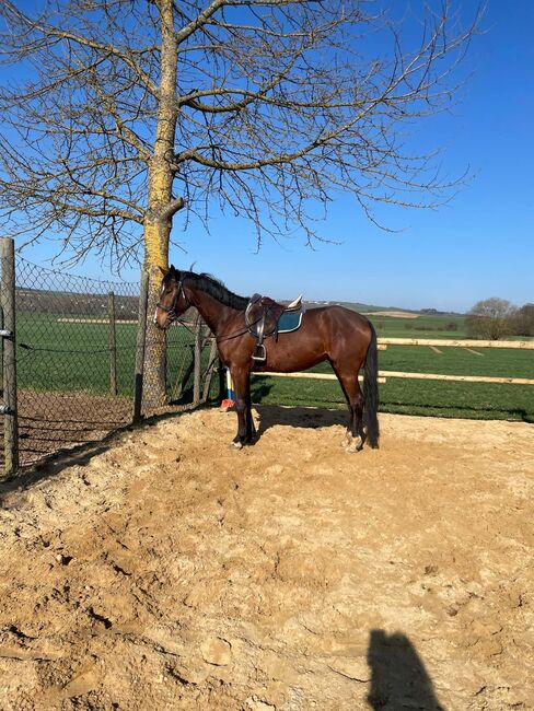 Ein echter Sportler mit Zukunft – Nachwuchs für Parcours & Vielseitigkeit, Katharina Lehmann (Pferdevermittlung Leus), Horses For Sale, Münstermaifeld, Image 2