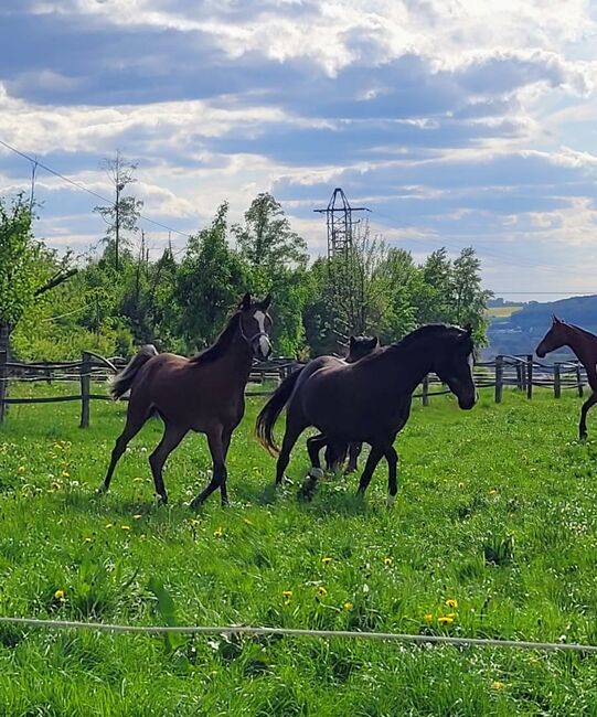 Ein See ( len) pferdchen sucht ihre ( n ) Menschen, Susanne , Horses For Sale, Büren