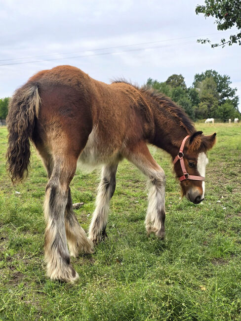 A Stunning Bay Irish Cob Foal – Built Like a Tank, Zalia Stud, Konie na sprzedaż, Strykow