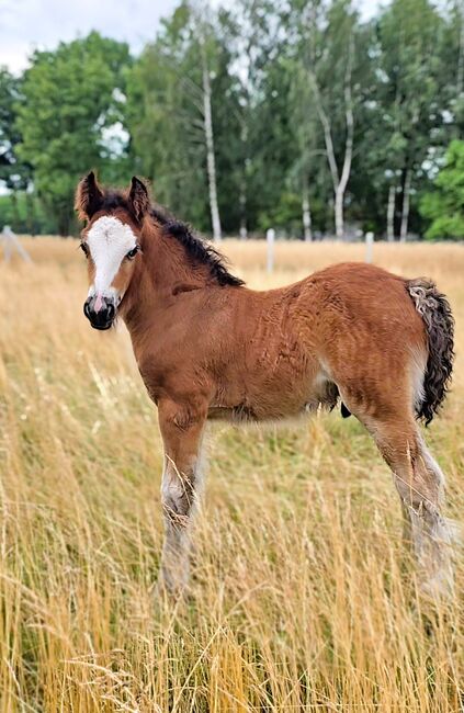 A Stunning Bay Irish Cob Foal – Built Like a Tank, Zalia Stud, Konie na sprzedaż, Strykow