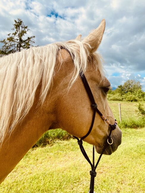Bildschöne, Lil Peppy Dun It Right Tochter, I.H., Horses For Sale, Eglfing 