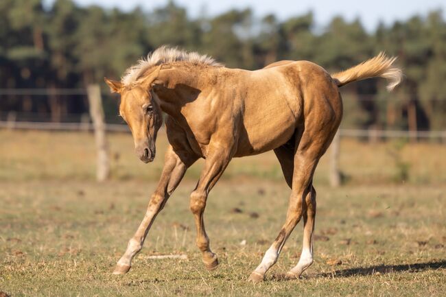 Bildschönes Palomino Hengstfohlen mit vielversprechender Ranch- & Cowhorse-Abstammung, Kerstin Rehbehn (Pferdemarketing Ost), Horses For Sale, Nienburg