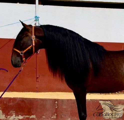 Ein wahrer Gentleman mit tollen GGA und coolem Charakter, Thomas Adams (Caballos PRE), Horses For Sale, Bell, Image 9