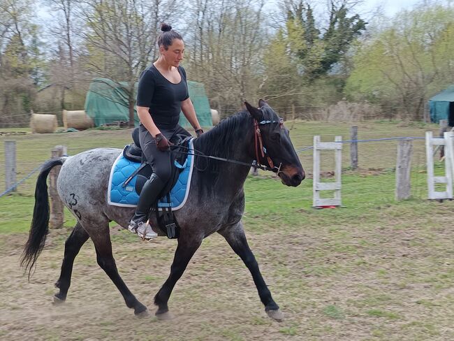 Ein ganz besonderer Freund sucht ein liebevolles Zuhause, Mellies, Horses For Sale, Berlin, Image 3