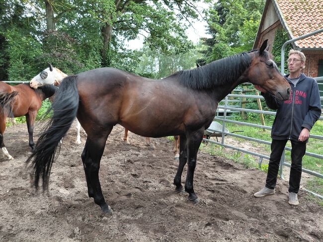 Sehr lieber ruhiger Wallach, 12j. 165cm, Martina, Horses For Sale, Winsen (Aller)