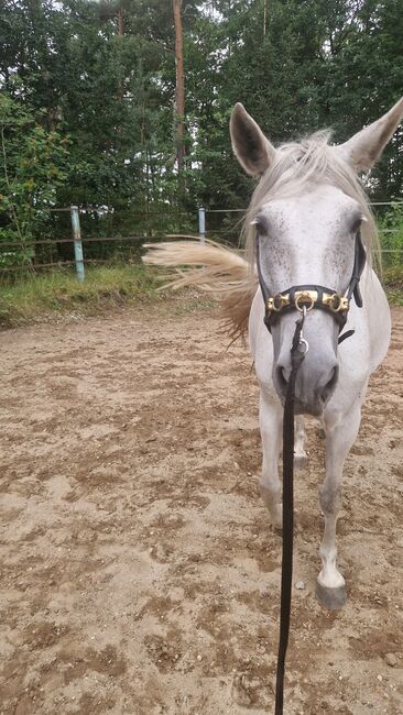 ganz liebe PRE (ANCCE) Schimmelstute sucht ihren Menschen, Anna, Horses For Sale, Celle