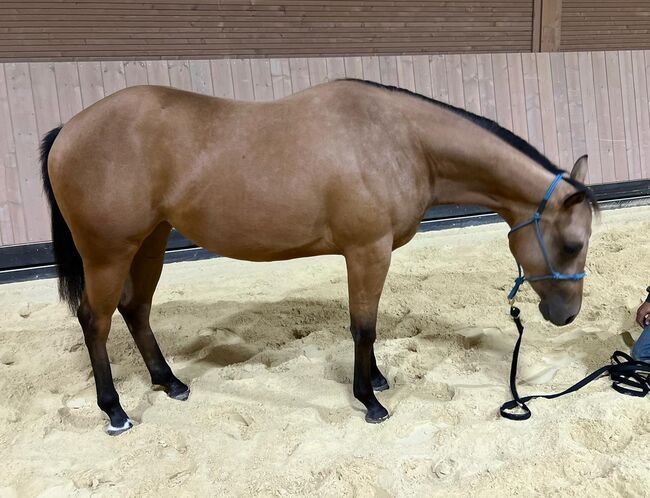 verschmuste, anhängliche Quarter Horse Stute mit gutem Papier, Kerstin Rehbehn (Pferdemarketing Ost), Horses For Sale, Nienburg, Image 8