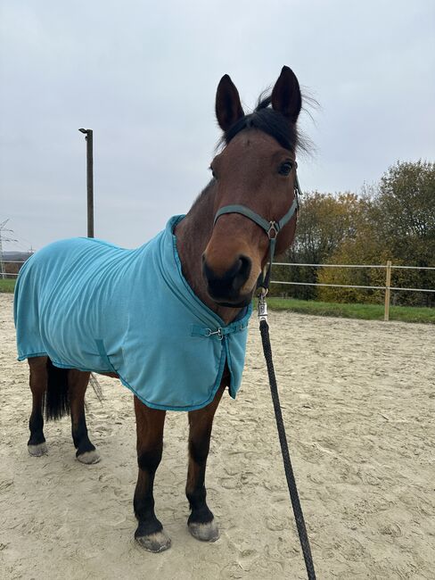 Abschwitzdecke, Felix bühler, Anna, Horse Blankets, Sheets & Coolers, Wülfrath, Image 3