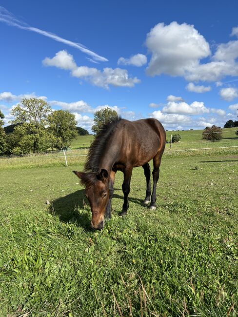 Absetzer Hengst Fohlen Warmblut Mix, Tanja Hochhaus , Pferd kaufen, Schwarzenberg