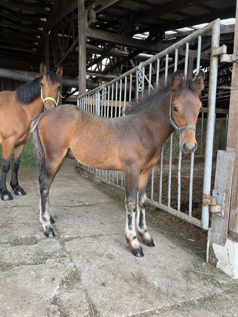 Absetzer Hengst Fohlen Warmblut Mix, Tanja Hochhaus , Pferd kaufen, Schwarzenberg, Abbildung 8