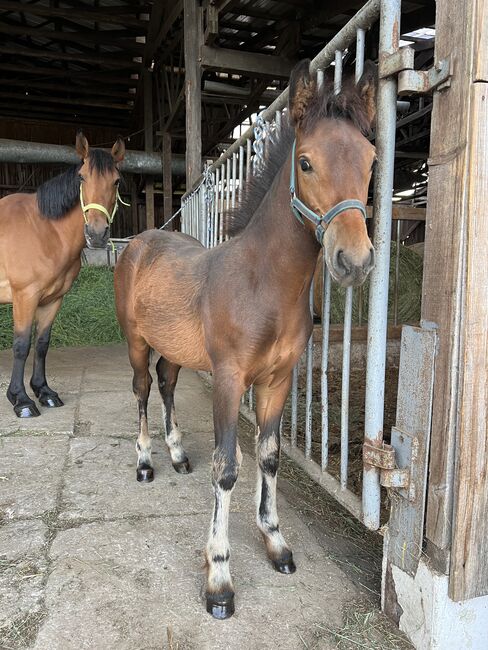 Absetzer Hengst Fohlen Warmblut Mix, Tanja Hochhaus , Pferd kaufen, Schwarzenberg, Abbildung 9