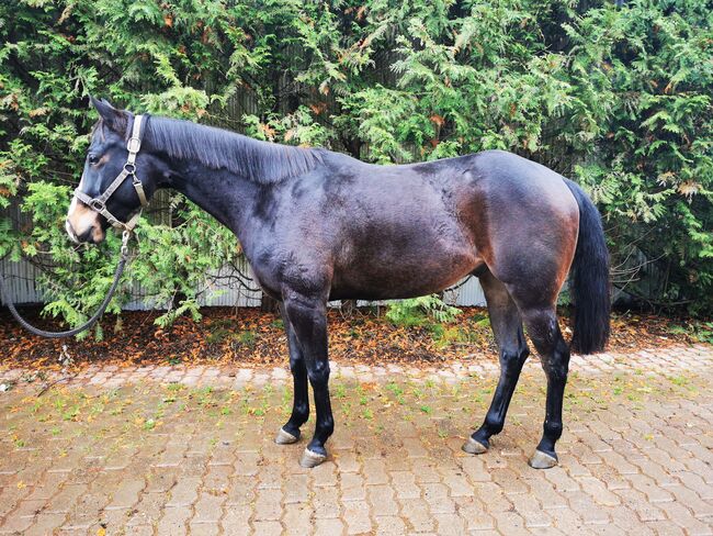absolut lieber Quarter Horse Wallach sucht ein neues Zuhause, Kerstin Rehbehn (Pferdemarketing Ost), Pferd kaufen, Nienburg