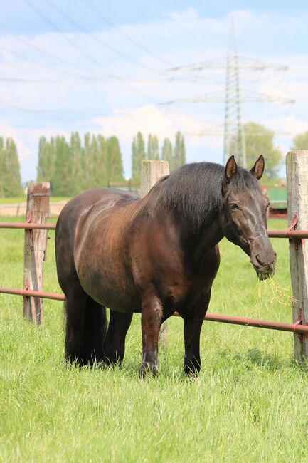 Absolutes Traumpferd sucht 5 Sterne Zuhause, Kerstin Rehbehn (Pferdemarketing Ost), Horses For Sale, Nienburg, Image 11