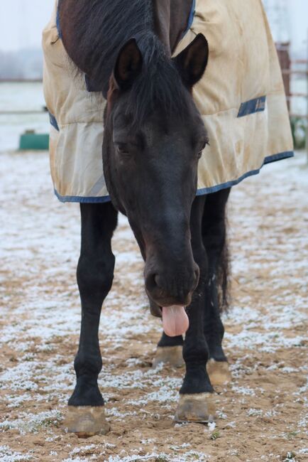 Absolutes Traumpferd sucht 5 Sterne Zuhause, Kerstin Rehbehn (Pferdemarketing Ost), Horses For Sale, Nienburg, Image 6