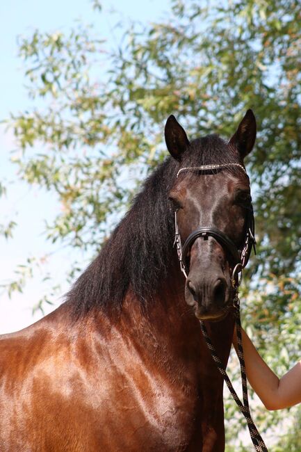 Absolutes Traumpferd sucht 5 Sterne Zuhause, Kerstin Rehbehn (Pferdemarketing Ost), Horses For Sale, Nienburg, Image 9