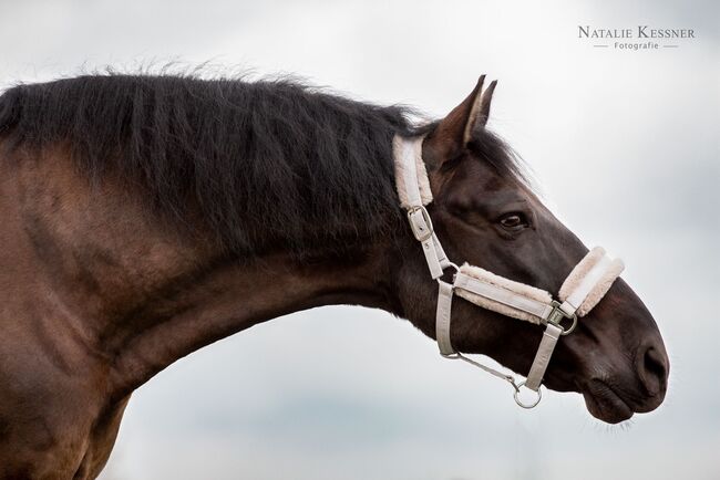 Absolutes Traumpferd sucht 5 Sterne Zuhause, Kerstin Rehbehn (Pferdemarketing Ost), Horses For Sale, Nienburg, Image 4