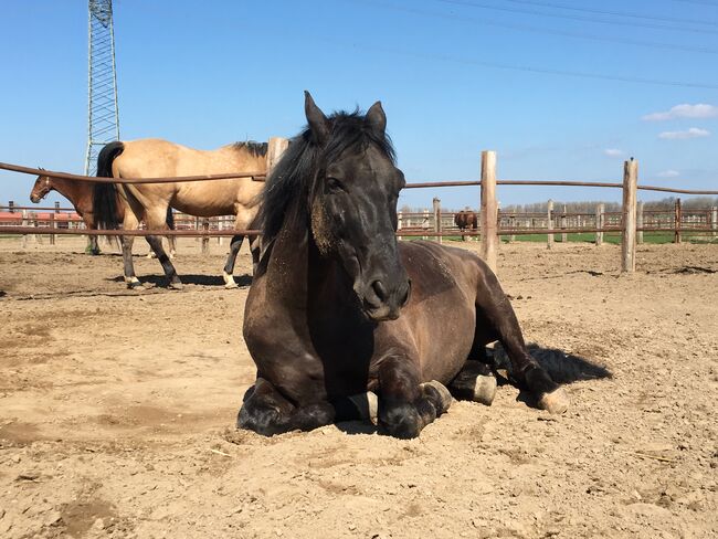 Absolutes Traumpferd sucht 5 Sterne Zuhause, Kerstin Rehbehn (Pferdemarketing Ost), Horses For Sale, Nienburg, Image 12