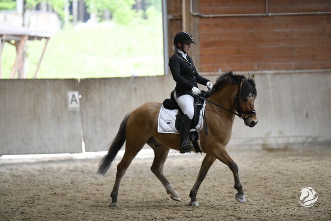 Absolutes Traumpony!, Nadja herbst , Horses For Sale, 4820 Bad Ischl, Image 2