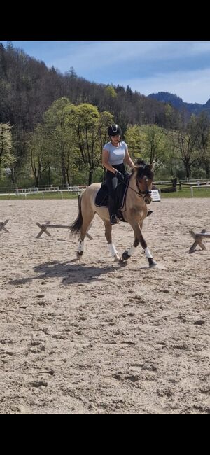 Absolutes Traumpony!, Nadja herbst , Horses For Sale, 4820 Bad Ischl, Image 5