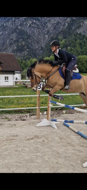 Absolutes Traumpony!, Nadja herbst , Horses For Sale, 4820 Bad Ischl, Image 6