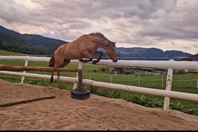 Absolutes Traumpony!, Nadja herbst , Horses For Sale, 4820 Bad Ischl, Image 9