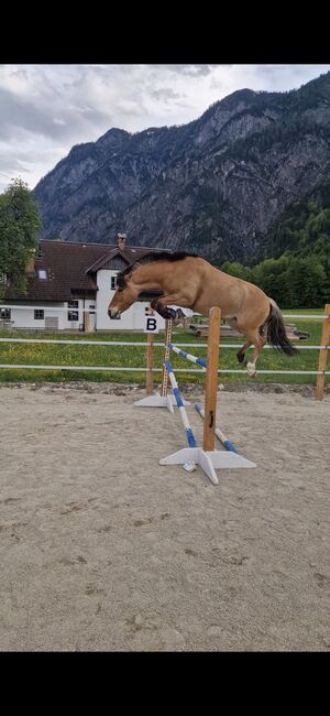 Absolutes Traumpony!, Nadja herbst , Horses For Sale, 4820 Bad Ischl, Image 11