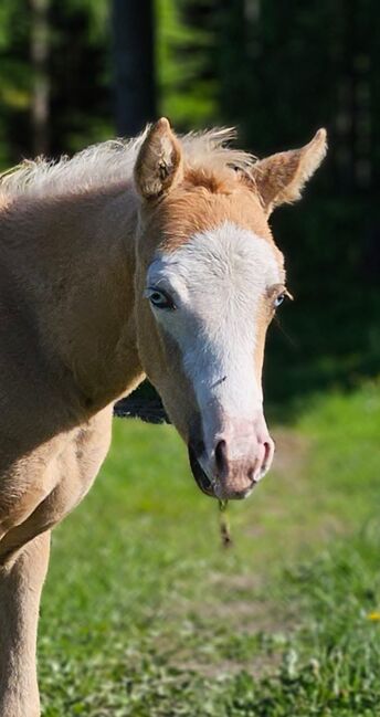 Absoluter Eyecatcher (Quarter Horse), Kerstin Rehbehn (Pferdemarketing Ost), Horses For Sale, Nienburg, Image 7