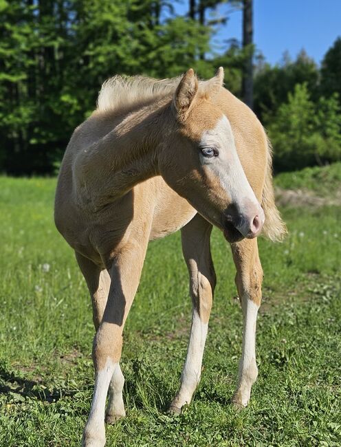 Absoluter Eyecatcher (Quarter Horse), Kerstin Rehbehn (Pferdemarketing Ost), Horses For Sale, Nienburg, Image 6
