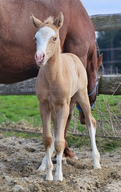 Absoluter Eyecatcher (Quarter Horse), Kerstin Rehbehn (Pferdemarketing Ost), Horses For Sale, Nienburg