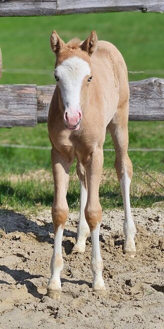 Absoluter Eyecatcher (Quarter Horse), Kerstin Rehbehn (Pferdemarketing Ost), Horses For Sale, Nienburg, Image 3