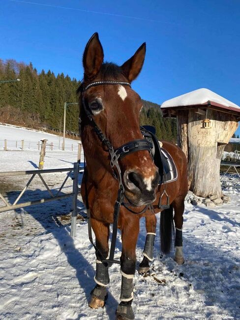 Absolutes Herzenspferd abzugeben, Corinna, Horses For Sale, Mondsee, Image 2