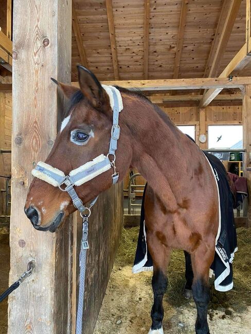 Absolutes Herzenspferd abzugeben, Corinna, Horses For Sale, Mondsee, Image 4