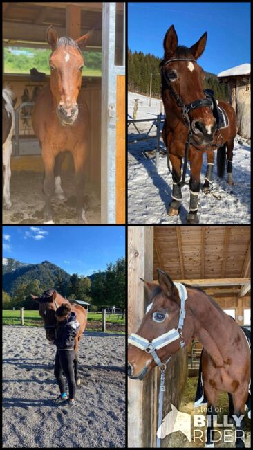 Absolutes Herzenspferd abzugeben, Corinna, Horses For Sale, Mondsee, Image 8