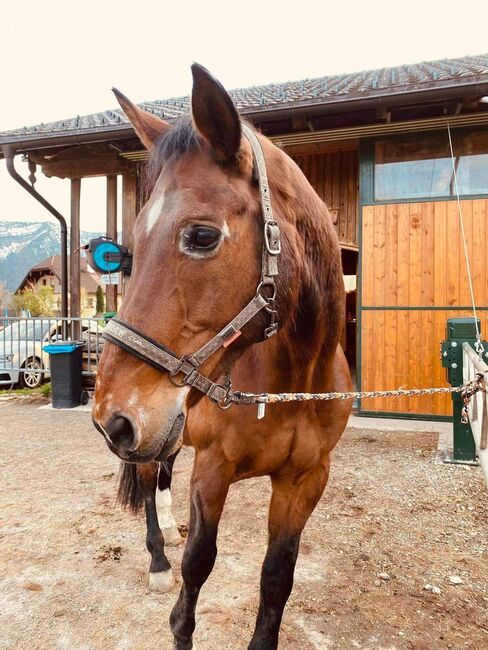 Absolutes Herzenspferd abzugeben, Corinna, Horses For Sale, Mondsee, Image 7