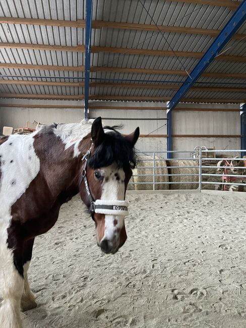 Absolut liebenswertes Pferd, Silvia, Horses For Sale, Eggenburg 