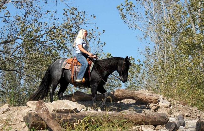 Absolutely Stunning 12 Yr Old Blue Roan Quarter Gelding!, Huckleberry, Horses For Sale, London
