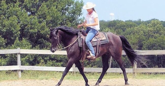 Absolutely Stunning-All-rounder Paso Fino cross, Gelding For Sale., Cruffjeff, Horses For Sale, Birmingham