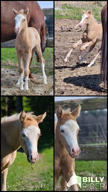 Absoluter Eyecatcher (Quarter Horse), Kerstin Rehbehn (Pferdemarketing Ost), Pferd kaufen, Nienburg, Abbildung 8