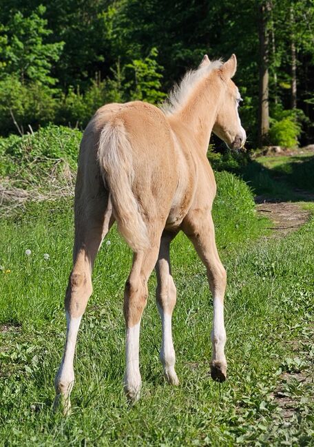Absoluter Eyecatcher (Quarter Horse), Kerstin Rehbehn (Pferdemarketing Ost), Pferd kaufen, Nienburg, Abbildung 5
