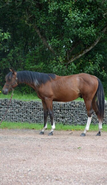 Absoluter Herzensbrecher (Paint Horse), Kerstin Rehbehn (Pferdemarketing Ost), Pferd kaufen, Nienburg