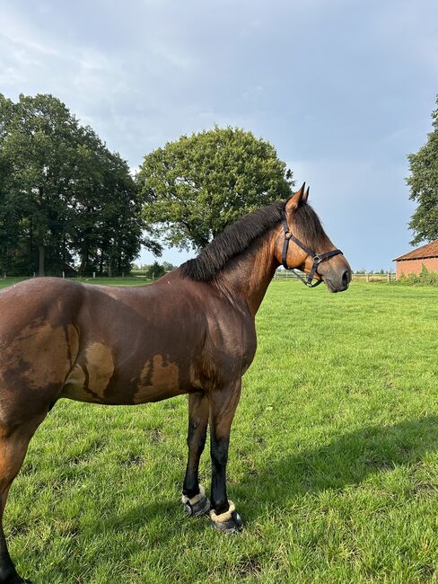 Absolutes Verlasspferd, Freizeitpferd, Madeleine, Konie na sprzedaż, Neuenkirchen