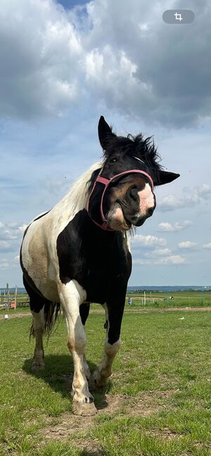 Absolut liebenswertes Pferd, Silvia, Konie na sprzedaż, Eggenburg , Image 9