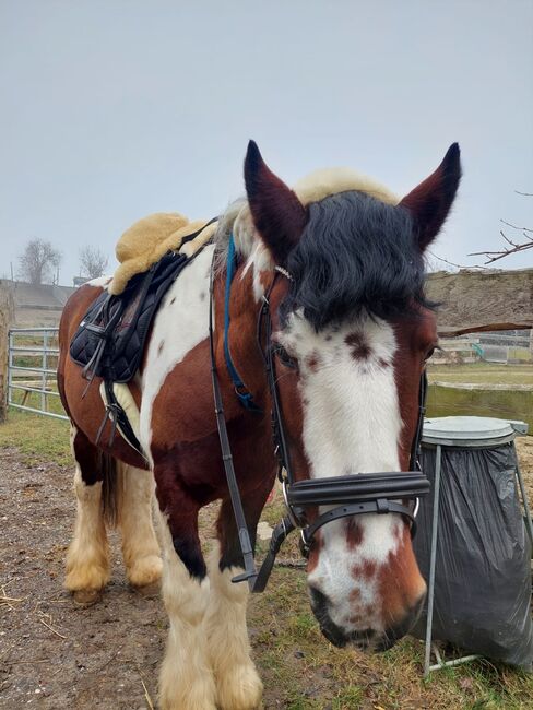 Absolut liebenswertes Pferd, Silvia, Konie na sprzedaż, Eggenburg , Image 4