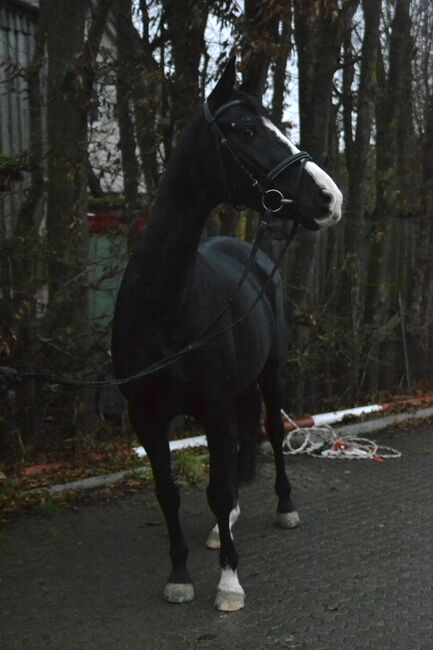 Absolut traumhafte, reitbare Zuchtstute sucht neues Zuhause, F.L, Konie na sprzedaż, Würzburg, Image 3