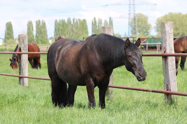 Absolutes Traumpferd sucht 5 Sterne Zuhause, Kerstin Rehbehn (Pferdemarketing Ost), Konie na sprzedaż, Nienburg, Image 11