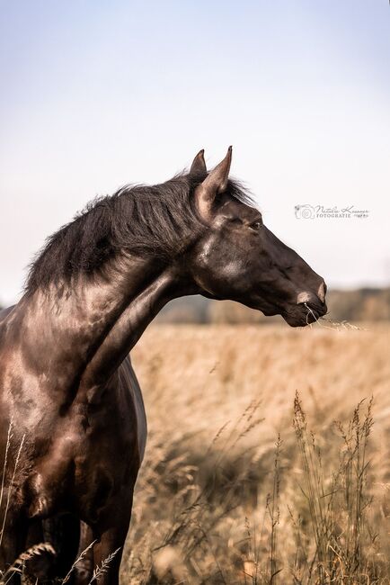 Absolutes Traumpferd sucht 5 Sterne Zuhause, Kerstin Rehbehn (Pferdemarketing Ost), Horses For Sale, Nienburg