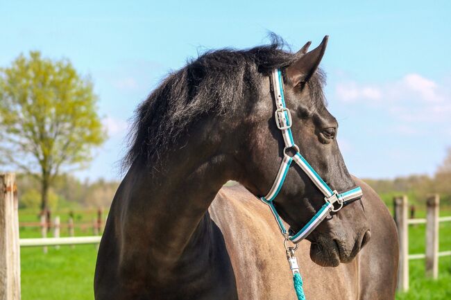 Absolutes Traumpferd sucht 5 Sterne Zuhause, Kerstin Rehbehn (Pferdemarketing Ost), Horses For Sale, Nienburg, Image 14